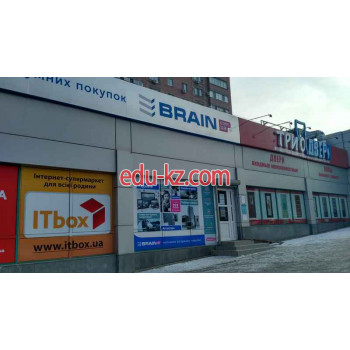 Brain