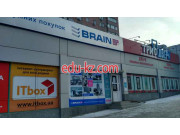 Brain